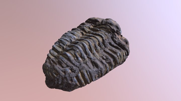 Trilobite Fossil 3D Model