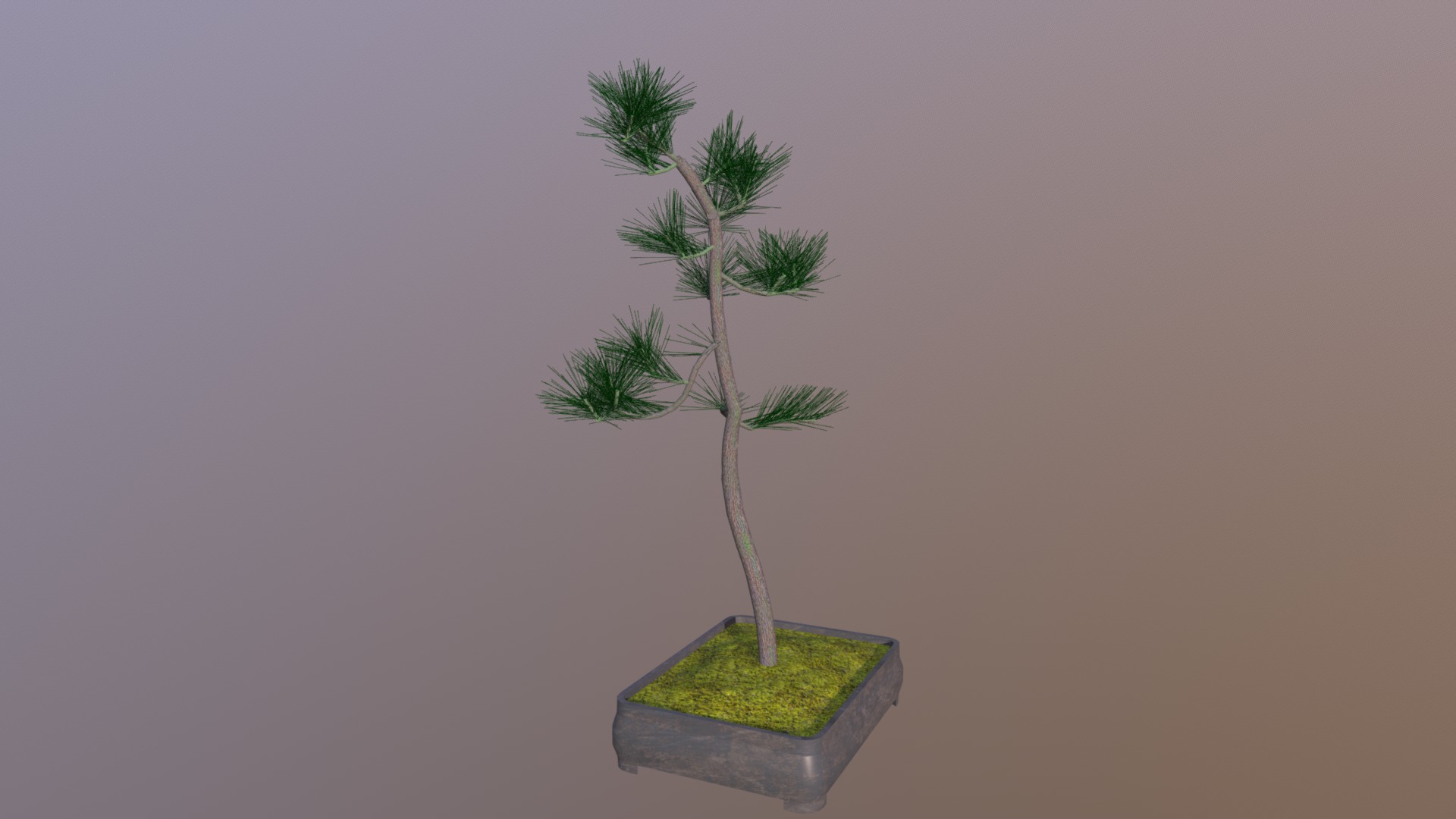 3D model Literati - This is a 3D model of the Literati. The 3D model is about a small tree in a pot.