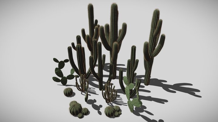 Cactus Package 3D Model