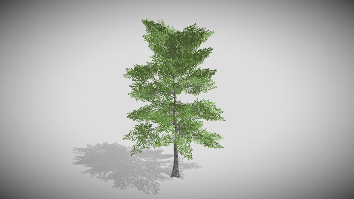 Realistic Tree 2 Free 3D Model
