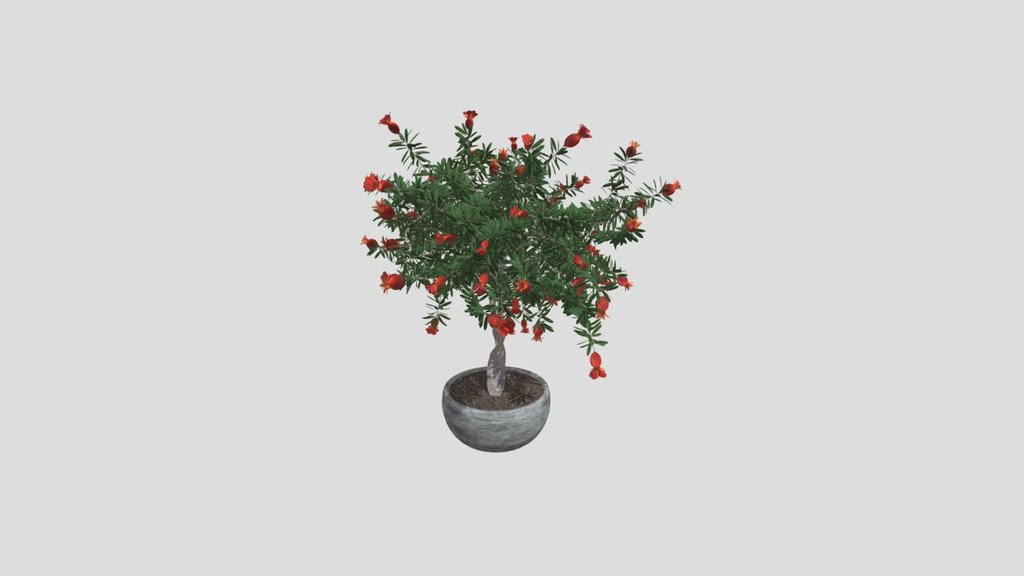Pomegranate Bonsai Tree