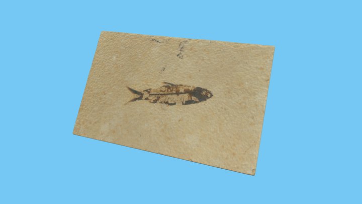 Fish Fossil Slab – Free 3D Model STL