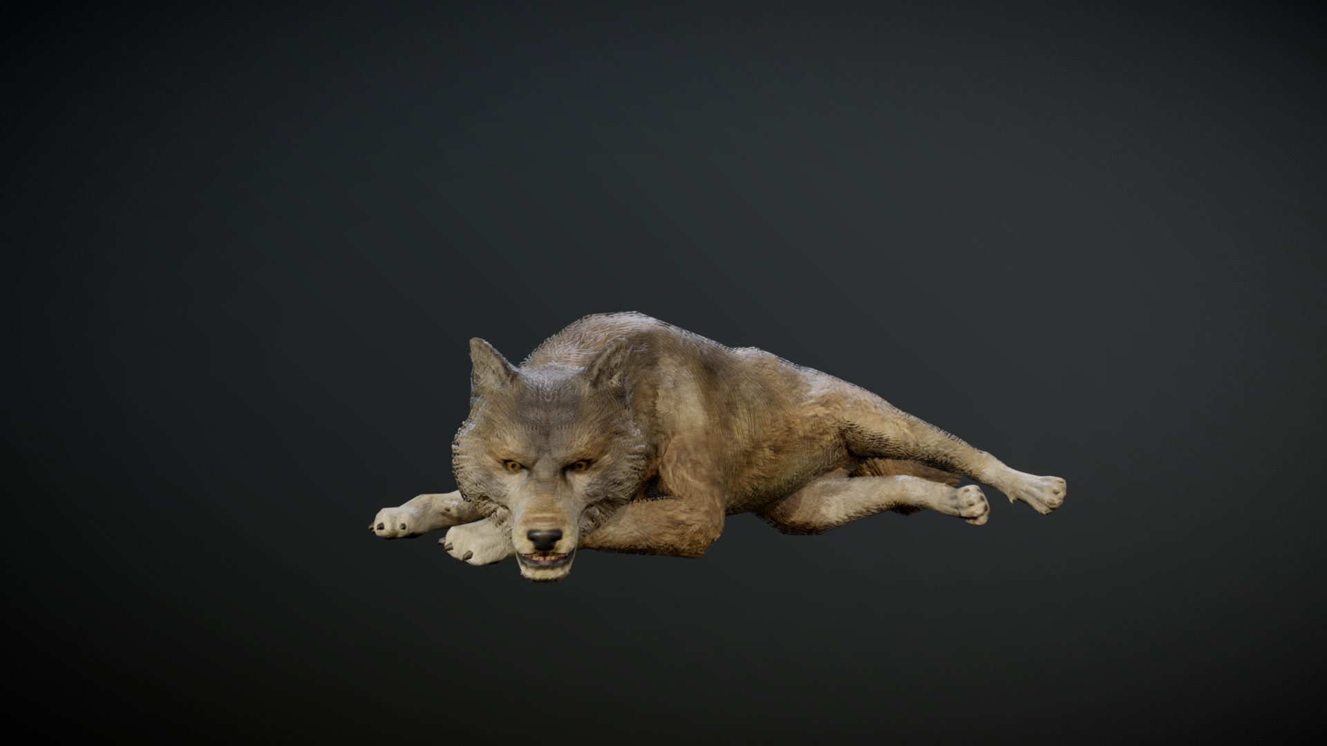 3D model WOLF ANIMATIONS - This is a 3D model of the WOLF ANIMATIONS. The 3D model is about a wolf lying on its back.