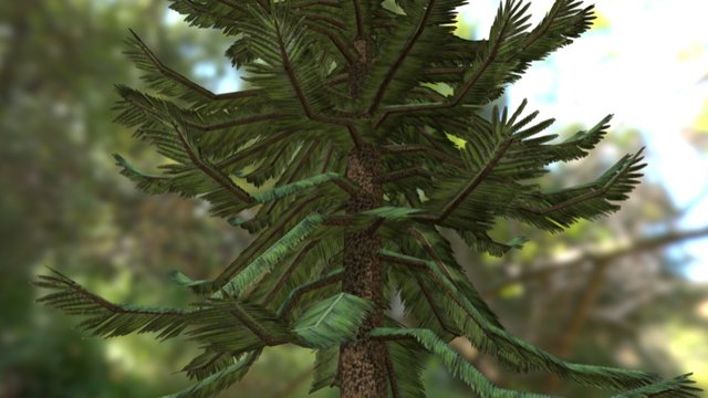 Wollemi Pine 3D Model