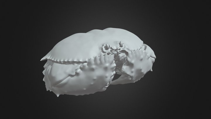 Yellow box / shame-faced crab 3D Model