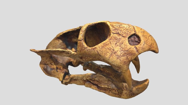 Dicynodon Skull 3D Model