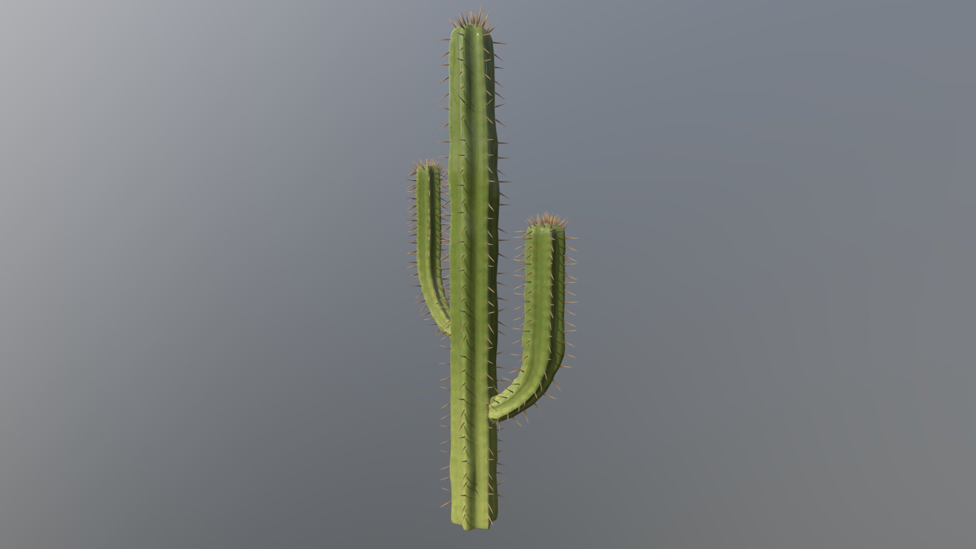 Cactus - 3D model by HardzGal [2ce5e46] - Sketchfab