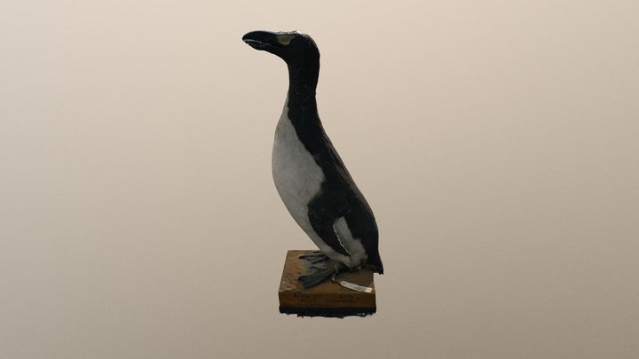 Auk V2 Mesh 3D Model