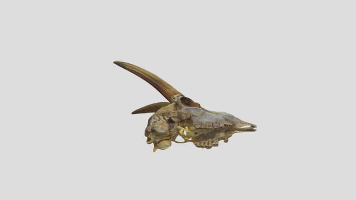 Dorcas Gazelle (Gazella dorcas) Cranium 3D Model