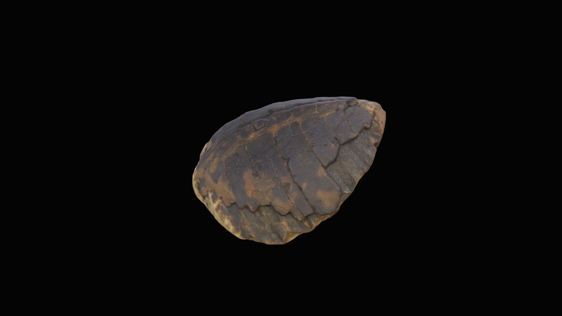 Fossil Turtle — Sketchfab embed 3D viewer