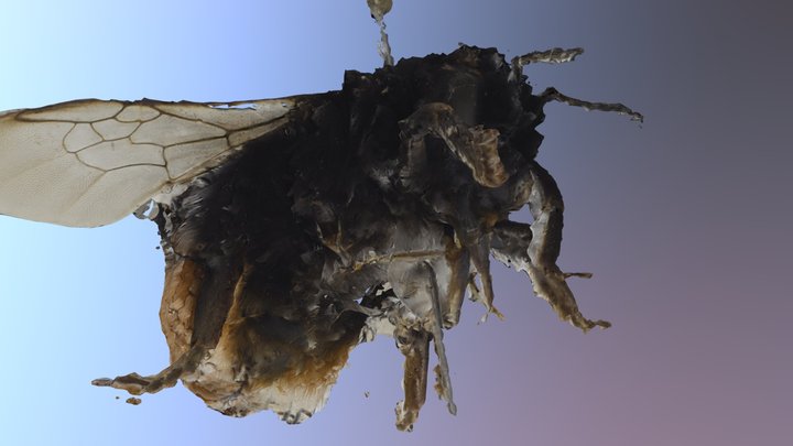 Bee 3D Model