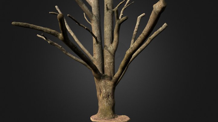 Larch tree trunk (photogrammetry) 3D Model
