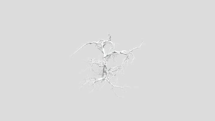 Sj Dried Tree With Branches