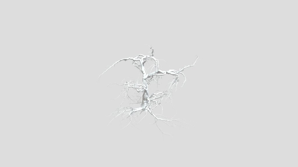 Sj Dried Tree With Branches
