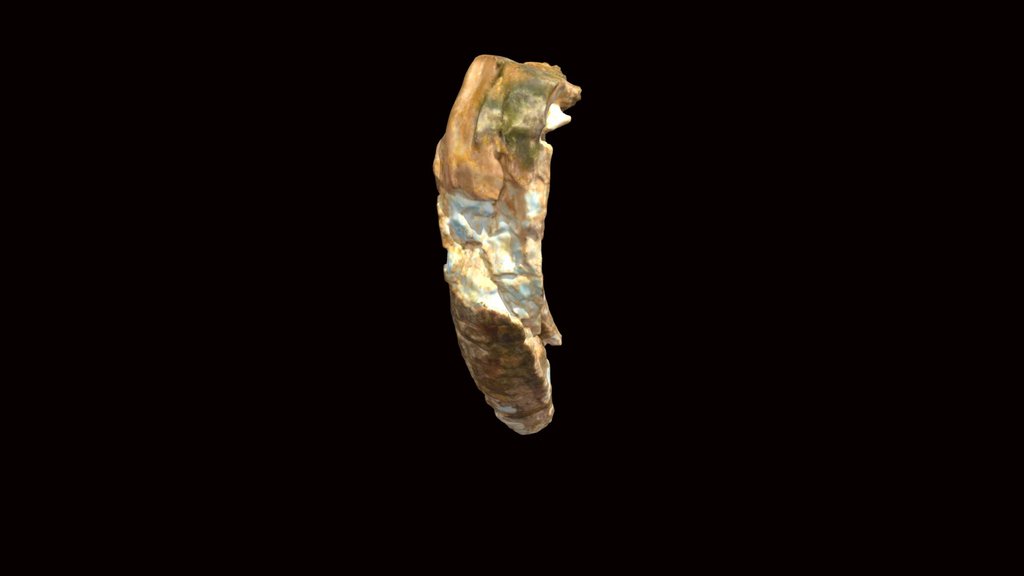 Mastodon molar fragment (VCU_3D_4193)