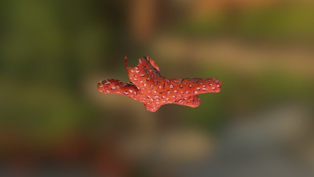 Foam Starfish 3D Model