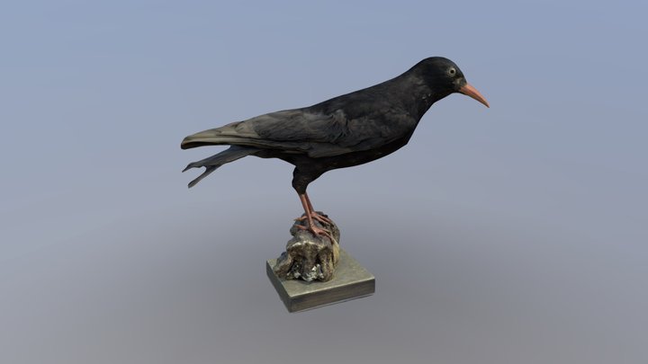 Cornish Chough 3D Model