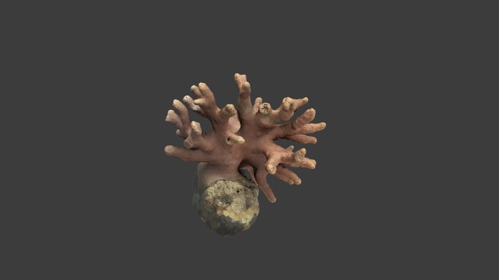 Stylaster verrillii – Modello 3D gratuito STL