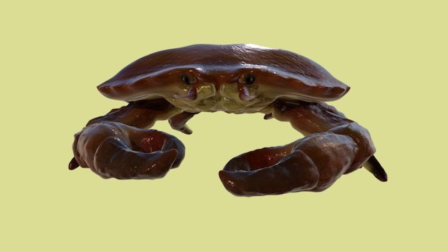 Crab 3D Model