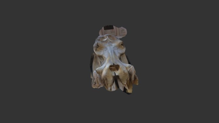 Hippo skull 3D Model