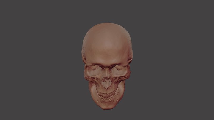 Referência 02 - Crânio Masculino 3D Model