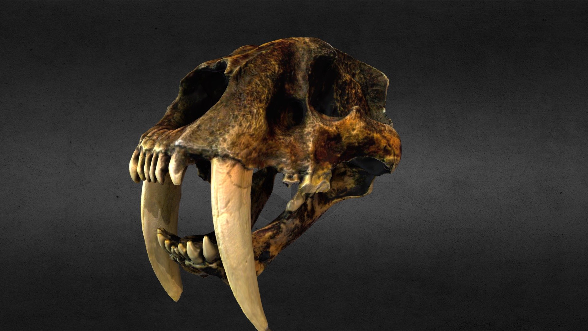 Saber-Toothed Tiger Skull