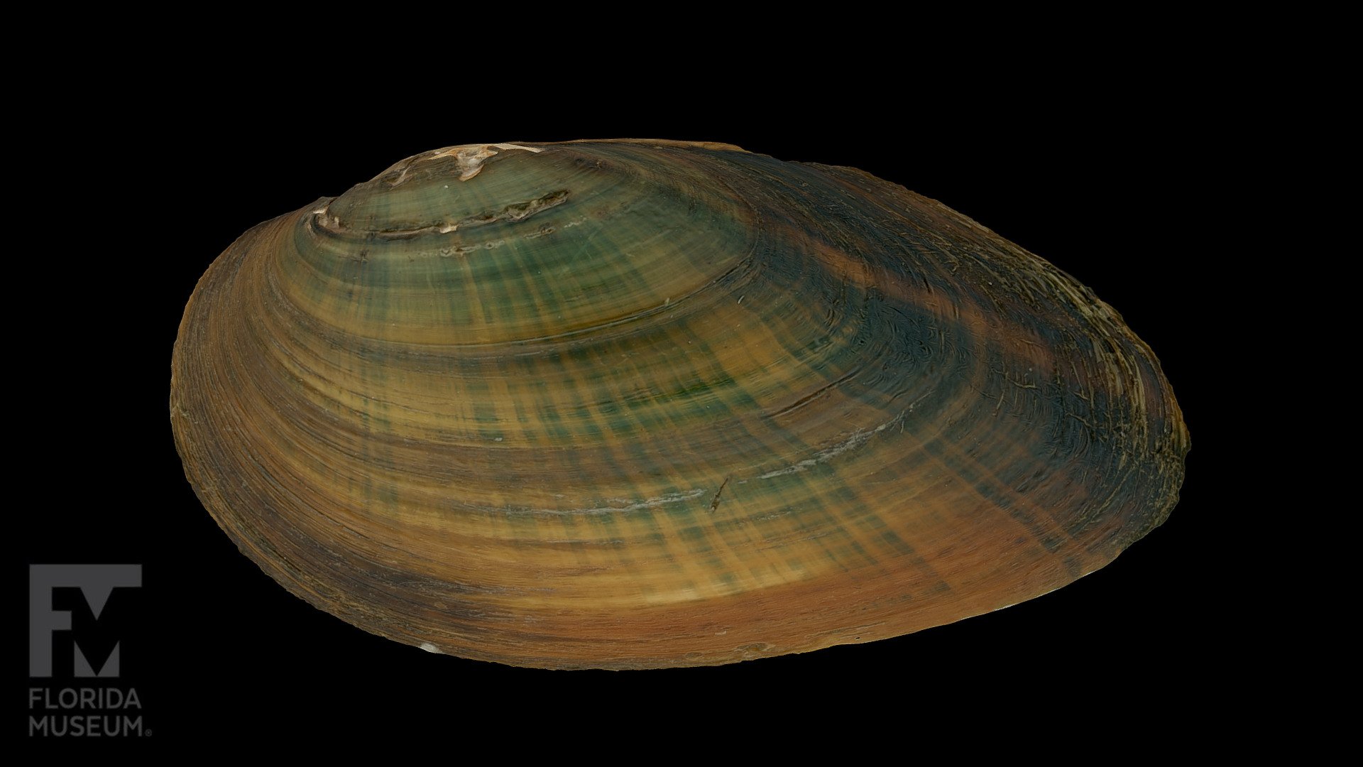 Flat Spike Freshwater Mussel 3D model by FloridaMuseum [2d084a3