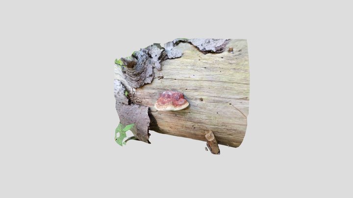 Bracket mushroom, Brenta Dolomites, Italy. Kiri – Modello 3D gratuito STL