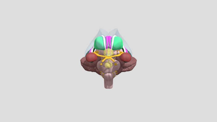 Limbic System 2 3D Model