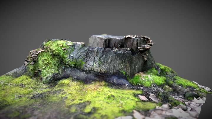 Forest stump 3D Model