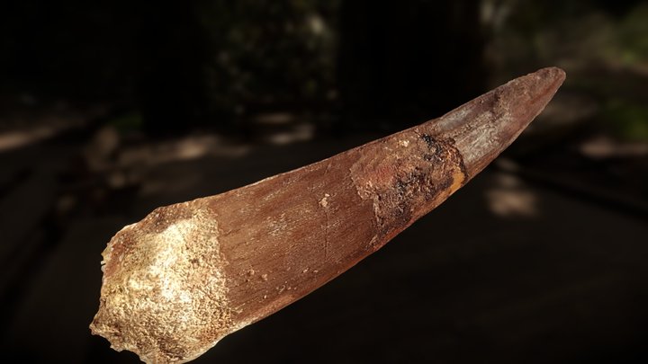 SPINOSAURUS TOOTH 3D Model