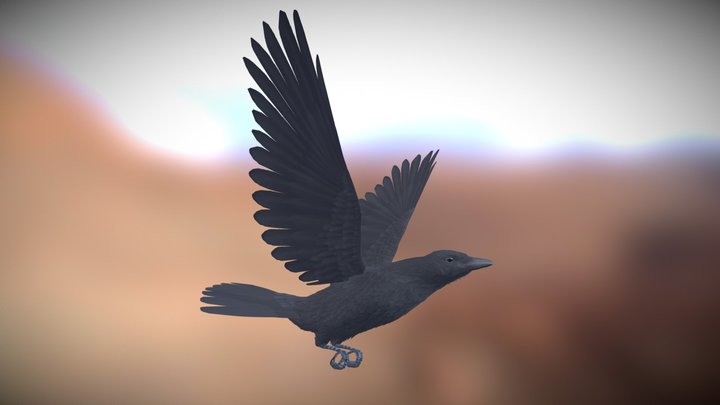 Realistic Animated Carrion Crow 3D Model