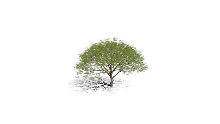 Realistic HD Chinese flame tree (5/20) 3D Model