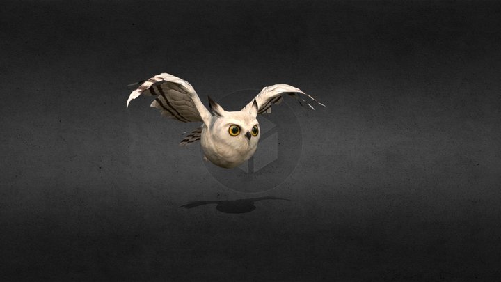 Owl Animation Fly 3D Model