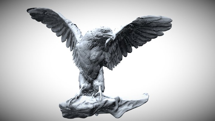 Bird Of Prey - Harris Hawk 3D Model
