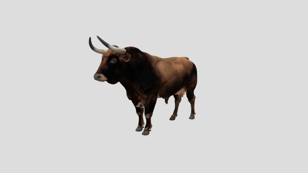 Texas Longhorn Bull