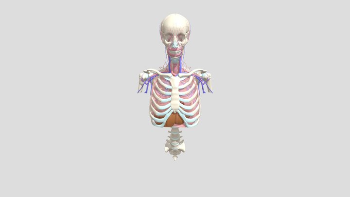XR Anatomy Project: Kadai D 3D Model
