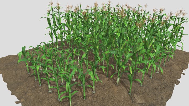 Corn Field 3D Model