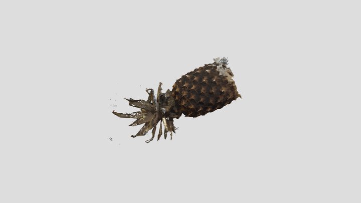 Pineapple Model Photogrammetry 3D Model