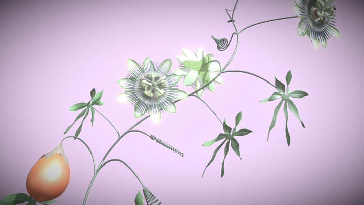 Passion flower 3D Model