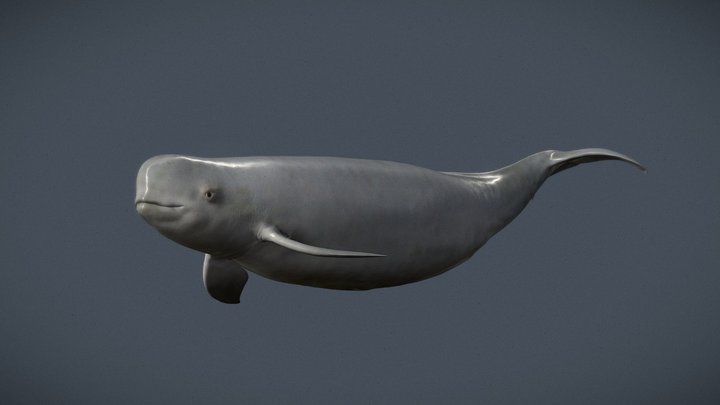 Yangtze Finless Porpoise 3D Model