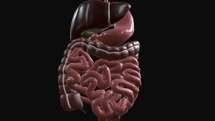 Pancreas 3D models - Sketchfab