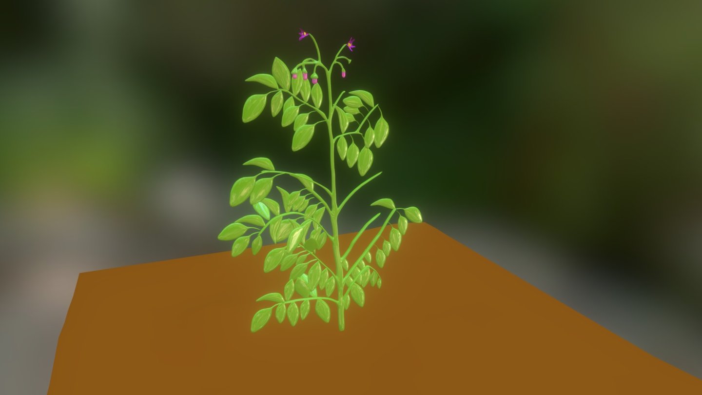 Biology: Potato