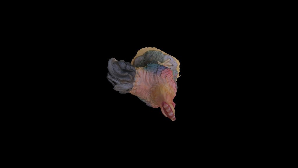 Pollo - 3D model by marcus72 [2d3cd21] - Sketchfab