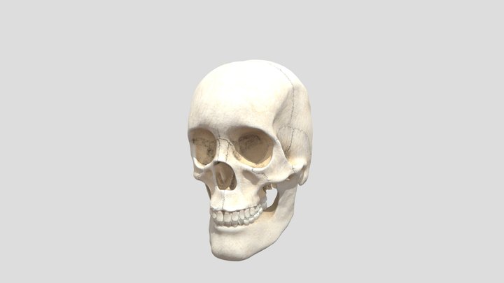 Human skull 3D Model