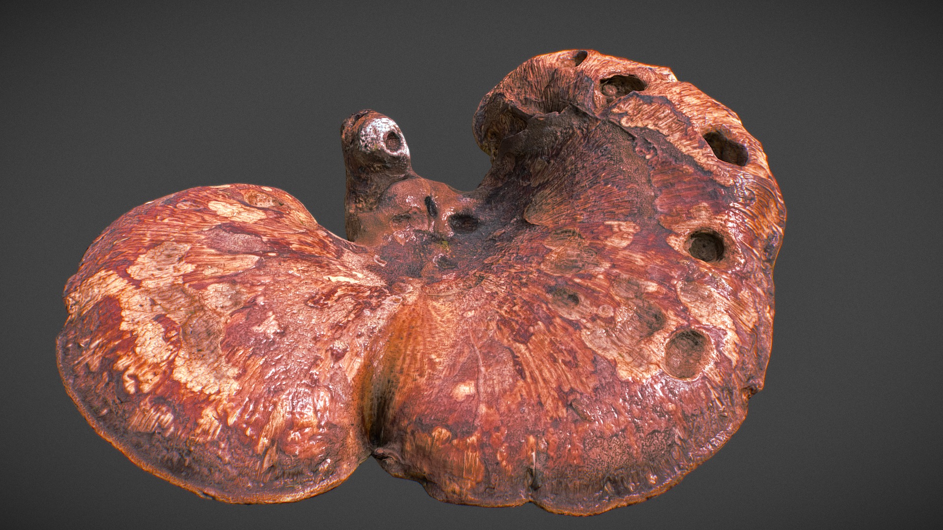 3D model Mushroom 17 - This is a 3D model of the Mushroom 17. The 3D model is about a close-up of a human skull.