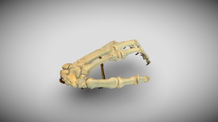 Handskelett 3D Model