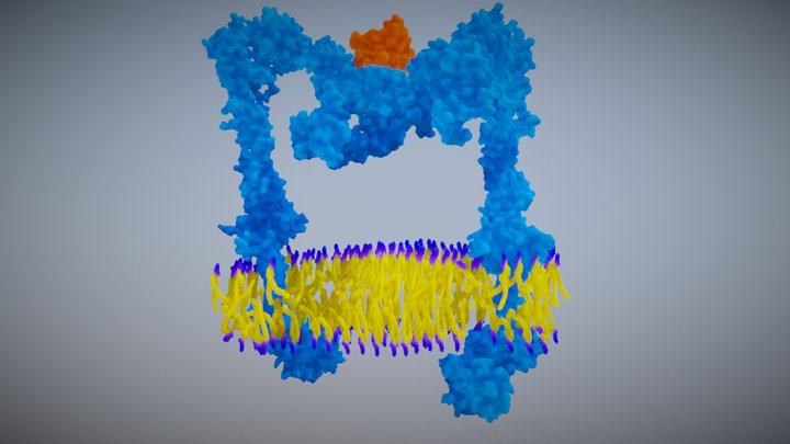 Insulin bound to its receptor on a cell membrane 3D Model