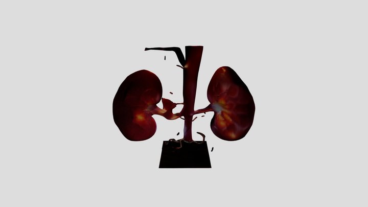 Riñones 3D Model