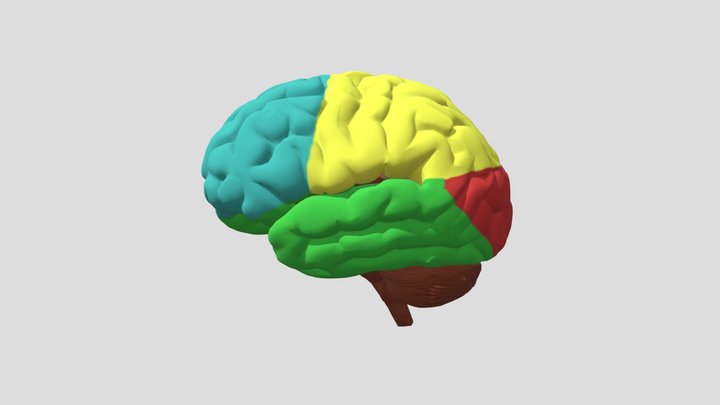 Lobes of the Cerebrum 3D Model